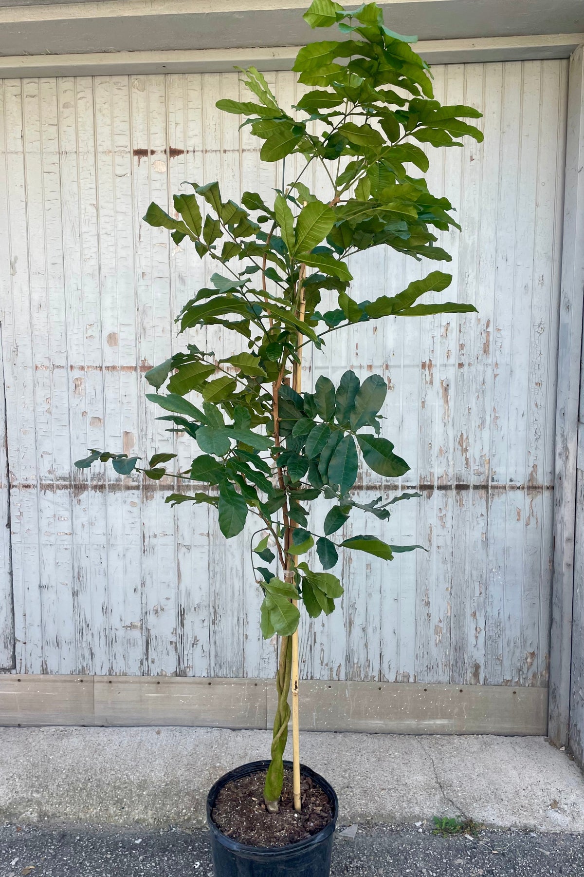 A Natal Mahoganyt Tree with a braided trunk in front of a wooden wall ©Sprout Home