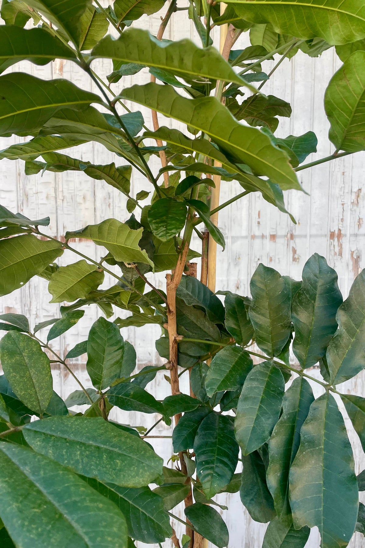 Close photo of Natal Mahogany leave ©Sprout Home