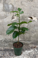 Trichilia emetica plant in a 6" growers pot against a concrete wall. 