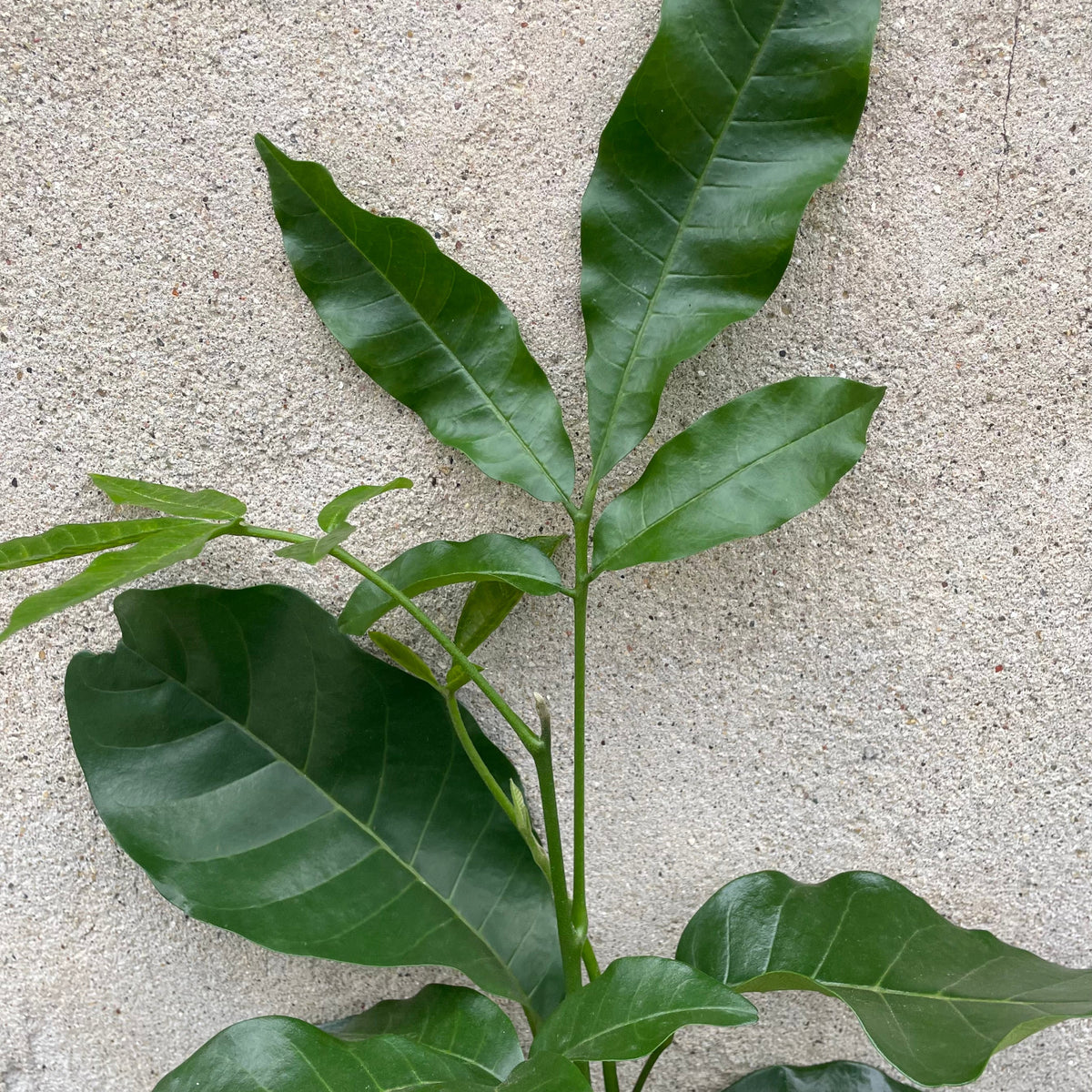 natal mahogany indoor plant Trichilia emetica 6" at SPROUT HOME