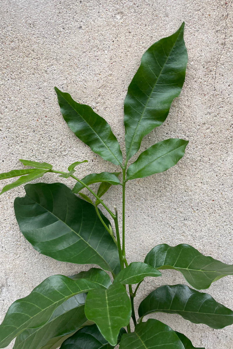 Detail picture of a Trichillia emetica plant green ovate glossy leaves.