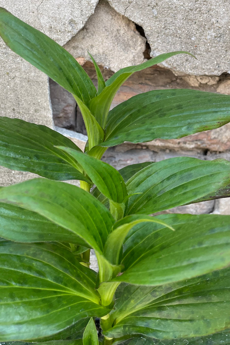 A detail picture of the green and spotted leaves of the Tricyrtis 'Dark Beauty' the beginning of June
