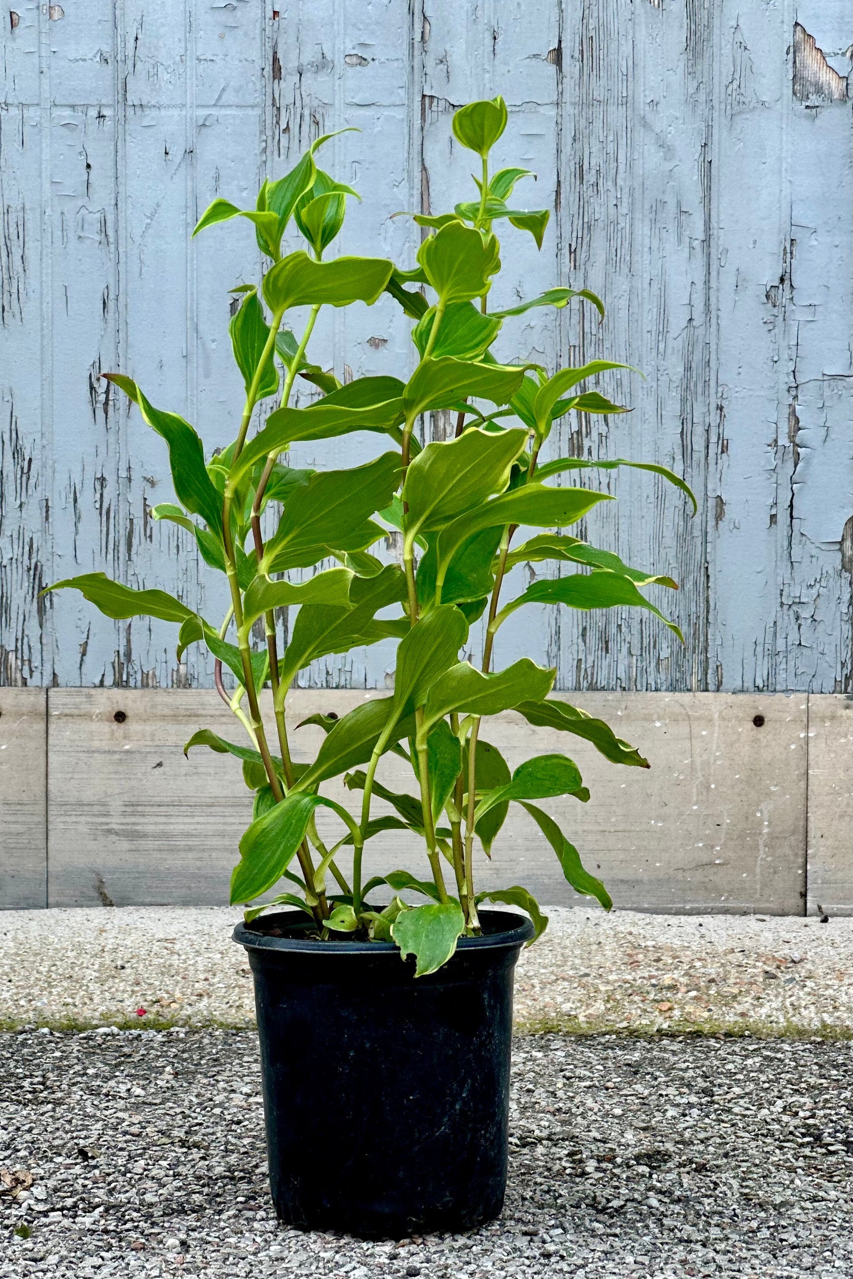 Tricyrtis 'Autumn Glow' in a #1 grower's pot viewed from the side mid July with its green and yellow ribbed leaves standing up from the pot starting to set bud ©Sprout Home