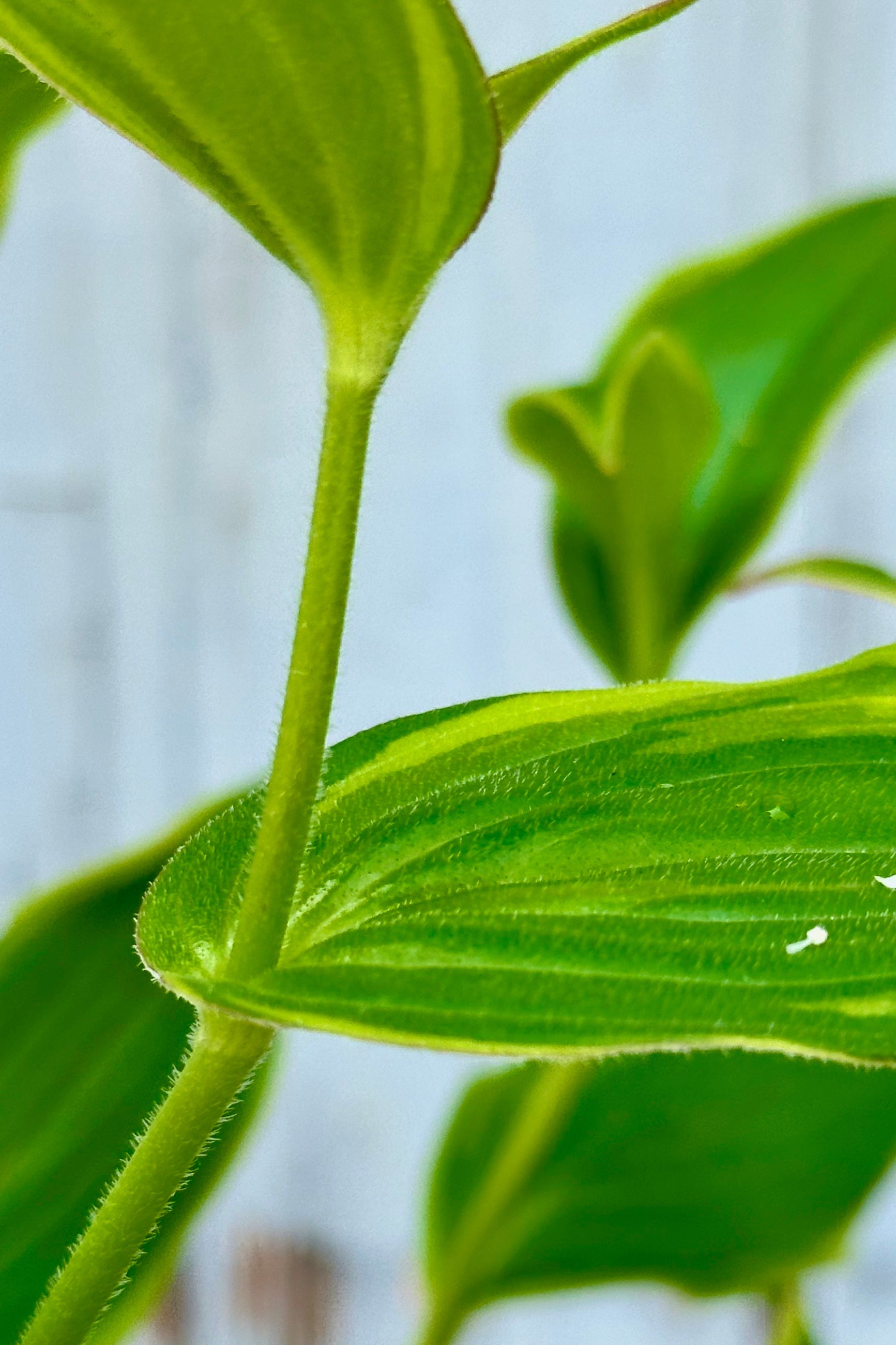 Detail of a green with yellow margining leaves of a Tricyrtis 'Autumn Glow' perennial mid July before blooming.  ©Sprout Home