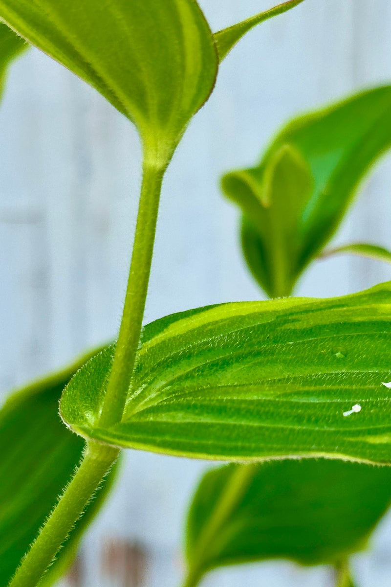 Detail of a green with yellow margining leaves of a Tricyrtis 'Autumn Glow' perennial mid July before blooming. 