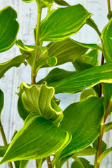 An up close image of the green and chartreuse leaves of the Tricyrtis starting to bud the middle of July.