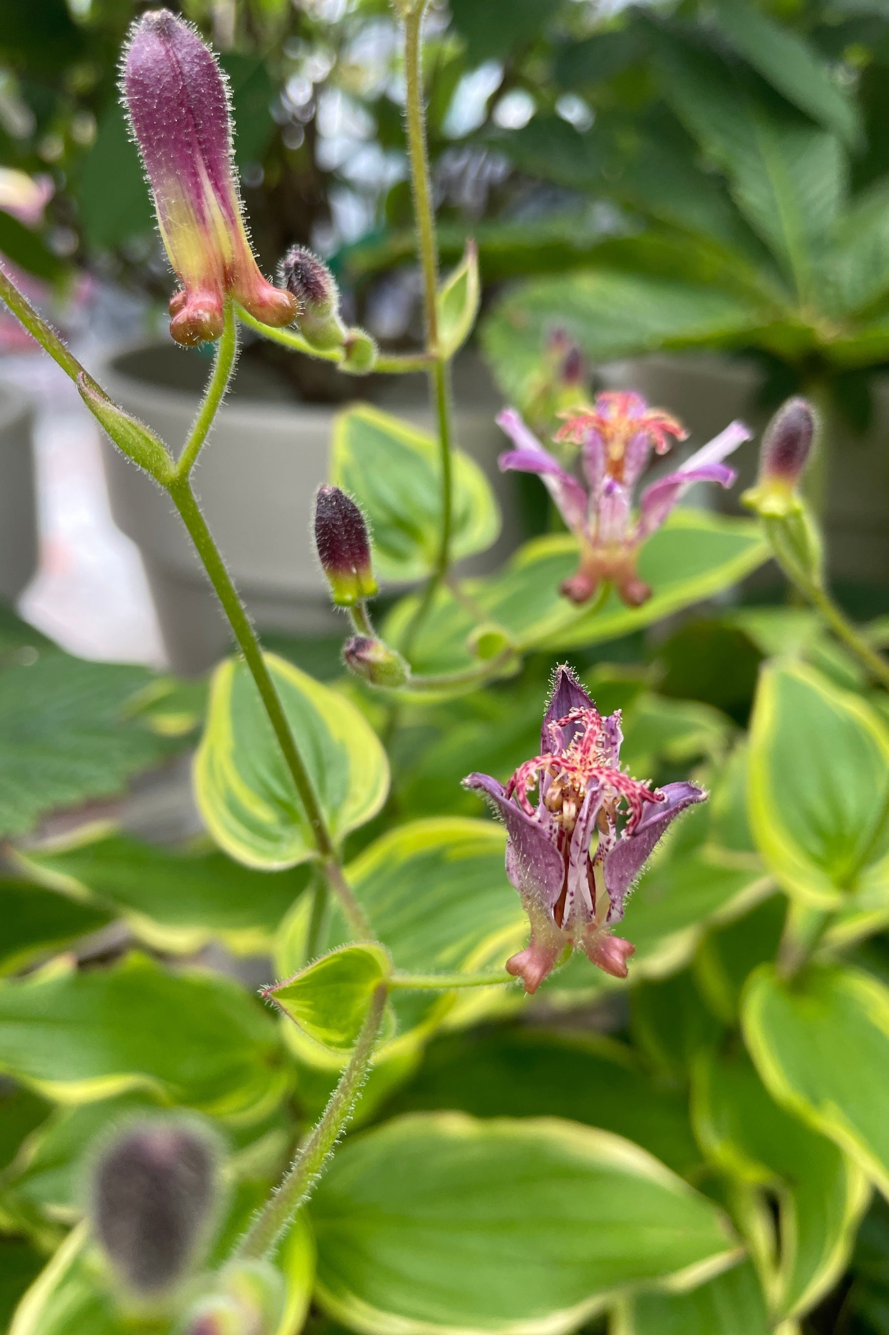 The lily like purple bloom of the Tricyrtis "Autumn Glow" the end of July at Sprout Home. ©Sprout Home
