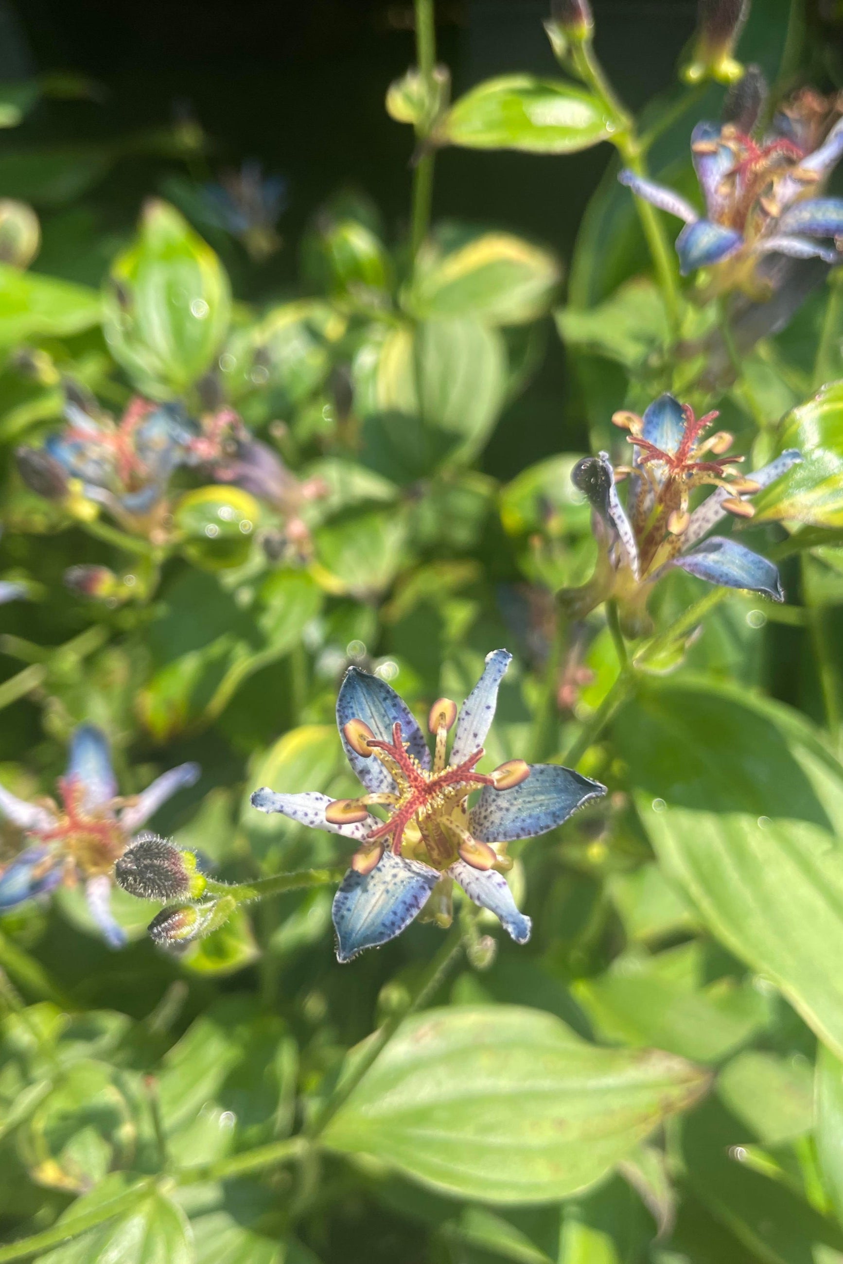 Close-up of a blue spotted flower with green leaves in the background ©Sprout Home