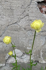 The cute lemon yellow flowers of the Trollius 'Cheddar' mid May against a concrete wall. 