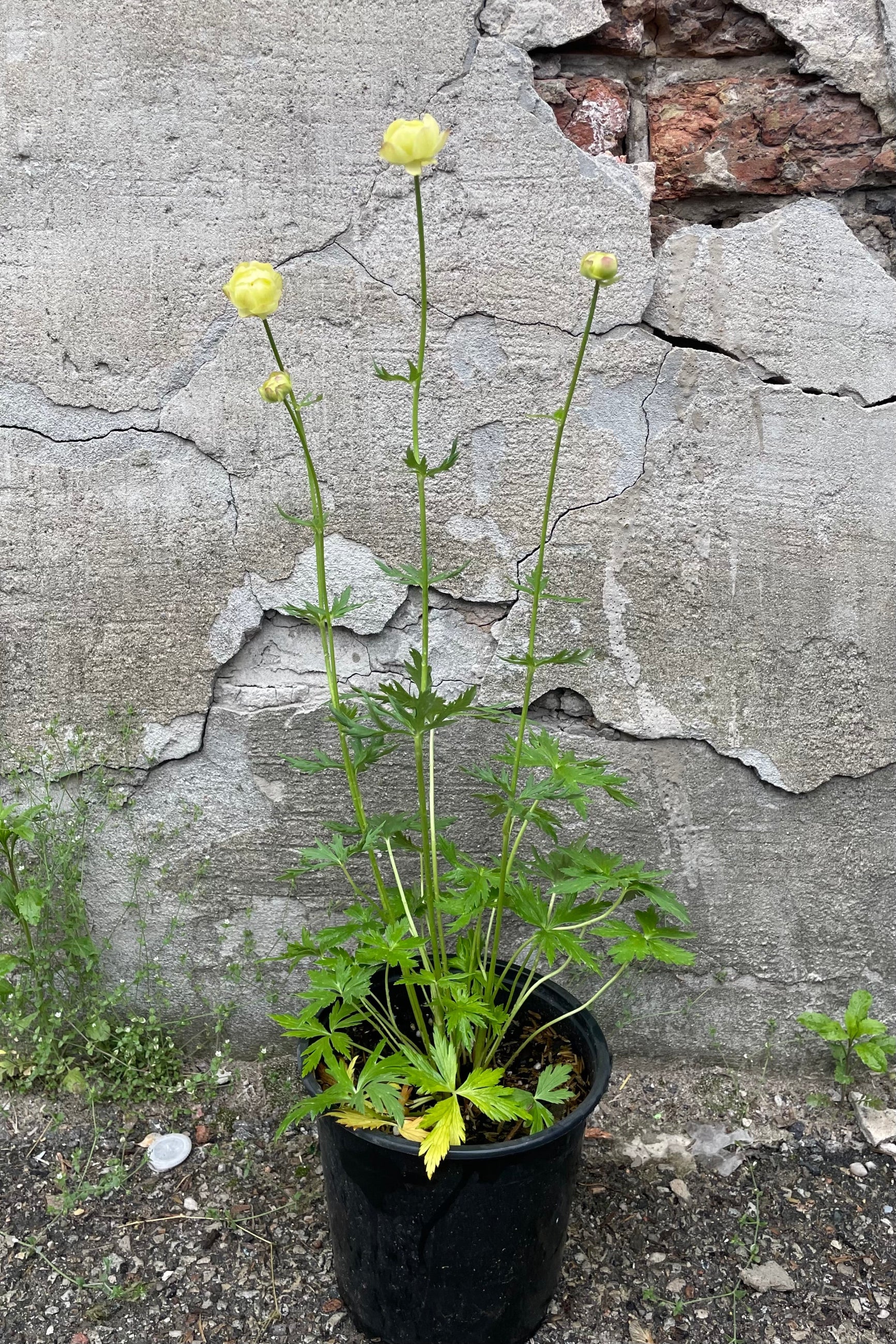 Trollius 'Cheddar' in a #1 growers pot in the bloom with its light yellow flowers floating above the greens in front of a concrete wall middle of May ©Sprout Home