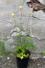 Trollius 'Cheddar' in a #1 growers pot in the bloom with its light yellow flowers floating above the greens in front of a concrete wall middle of May