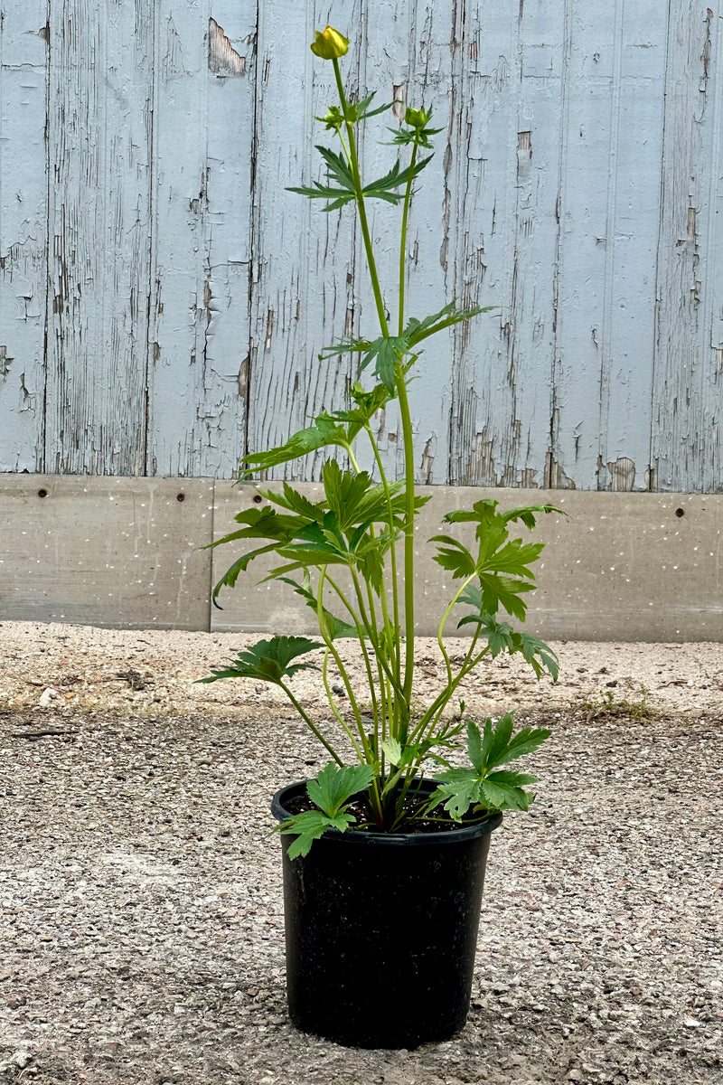 Trollius 'Golden Queen' in a #1 growers pot the begging of June just starting to flower. 