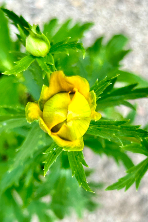 The yellow flower of Trollius 'Golden Queen' about to open the beginning of June at Sprout Home. 