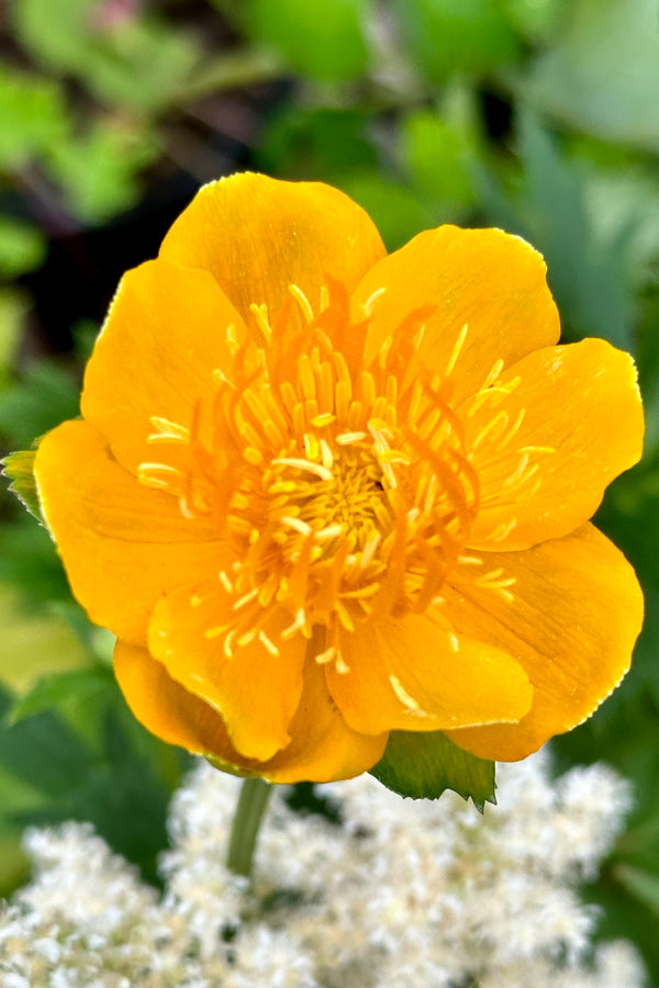 Trollius yellow flower open and up close the beginning of June