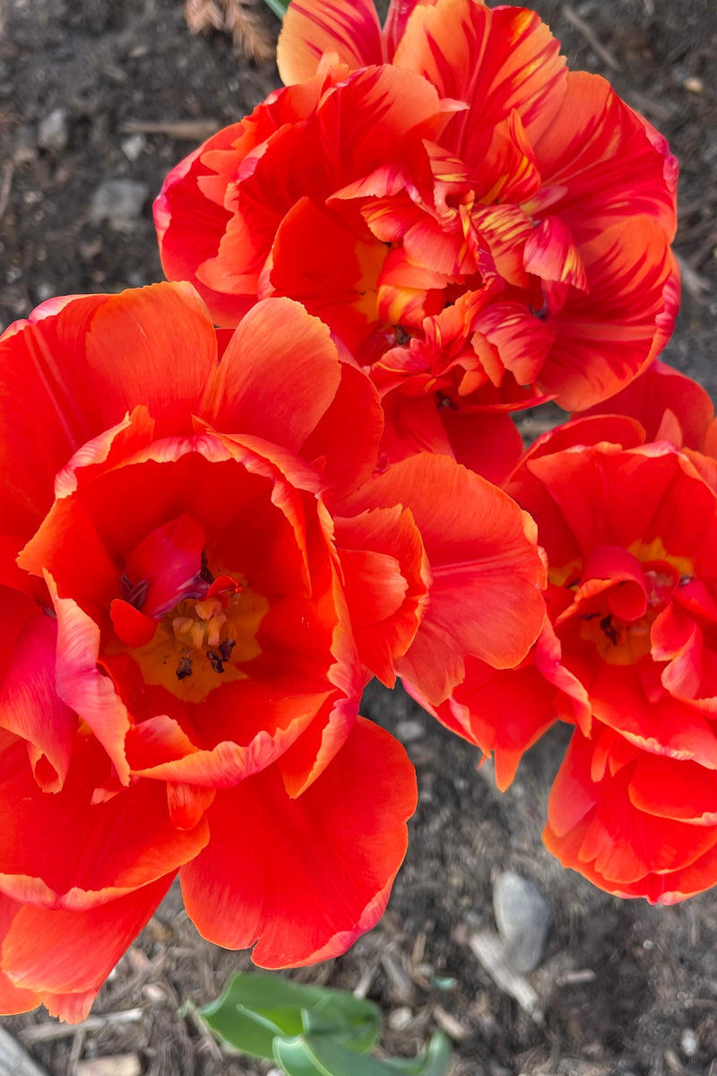 Tulip 'Brownie' at the end of April showing the orange with yellow stripes bloom.