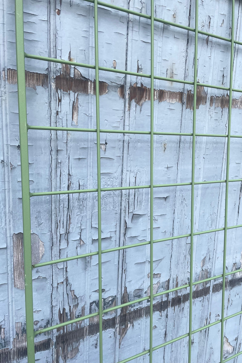 A detailed view of Screen Trellis Wide Romaine against wooden backdrop