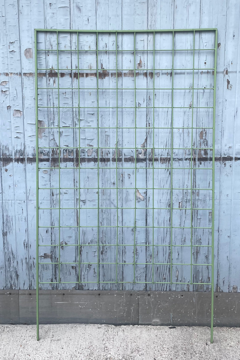 A full frontal view of Screen Trellis Wide Romaine against wooden backdrop