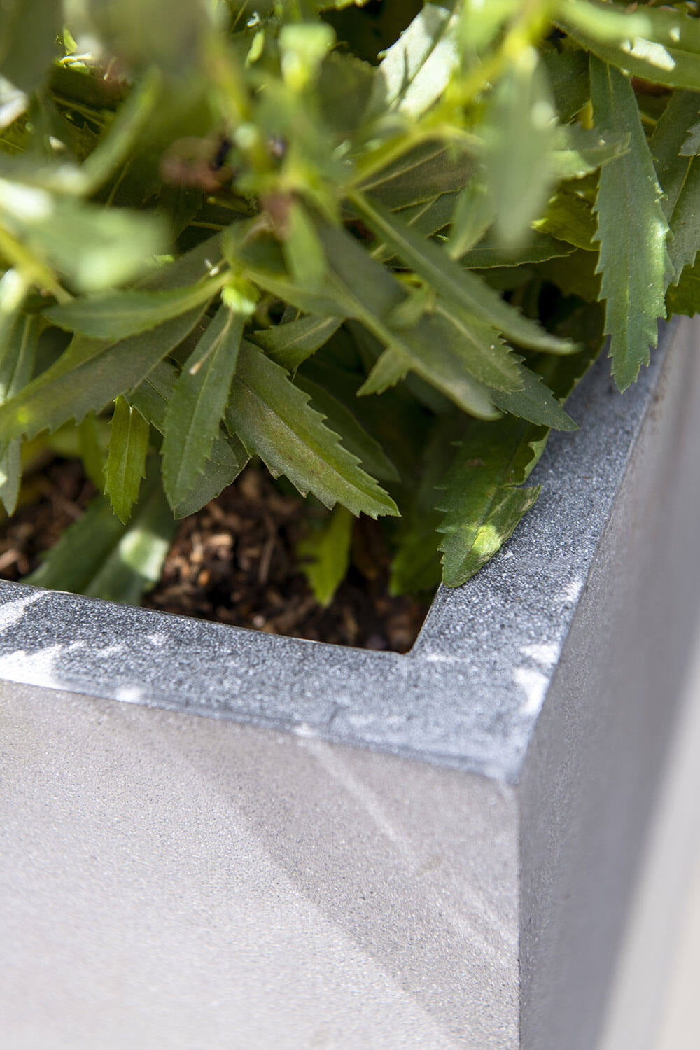 Close-up of a plant in a Block Grey XL planter ©Pottery Pots