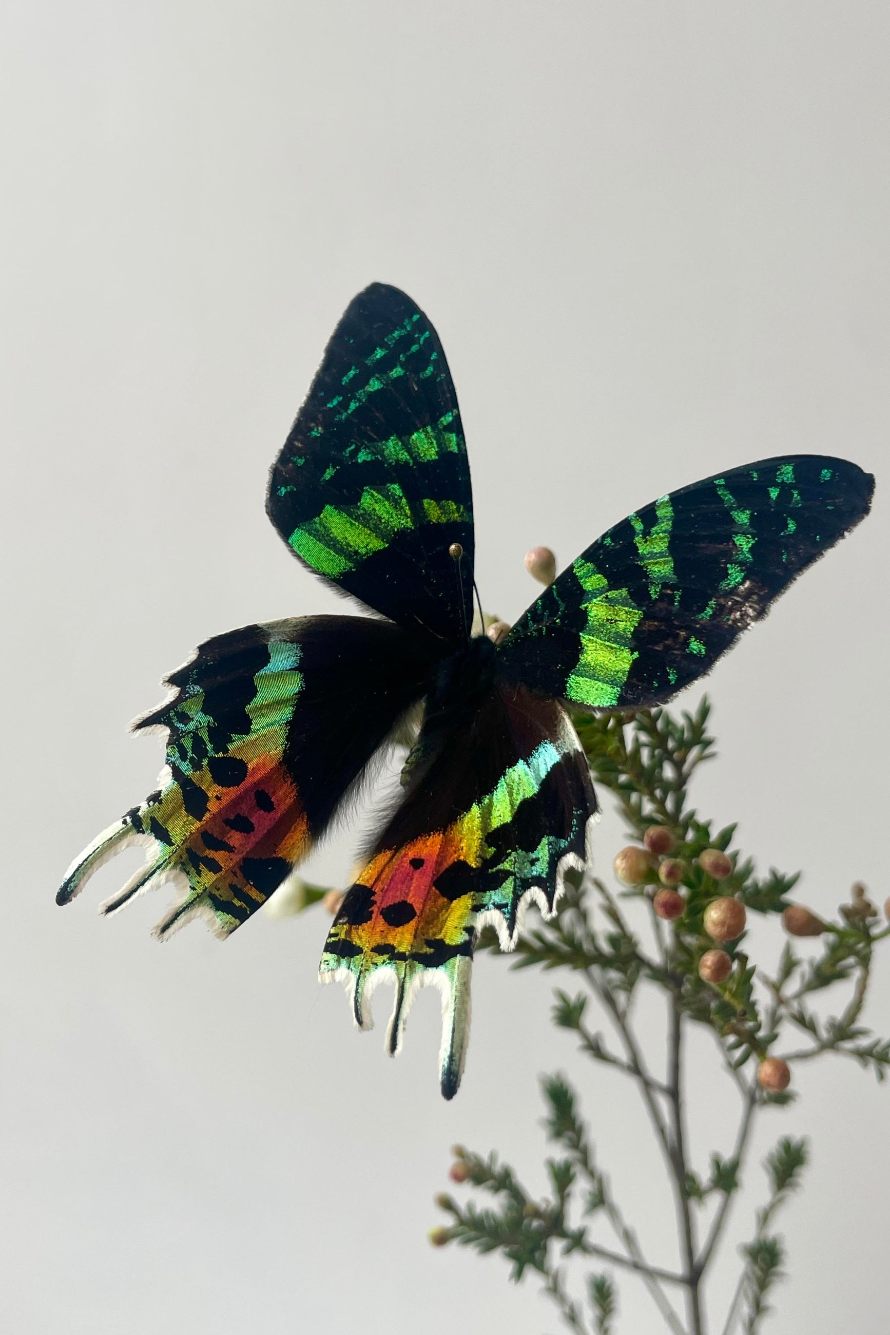 A colorful butterfly on a stem in front of a white wal ©Sprout Home