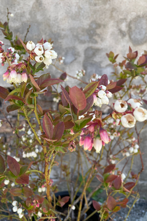 The late April white flowers on the 'Polaris Chippewa Northland' Vaccinium. 