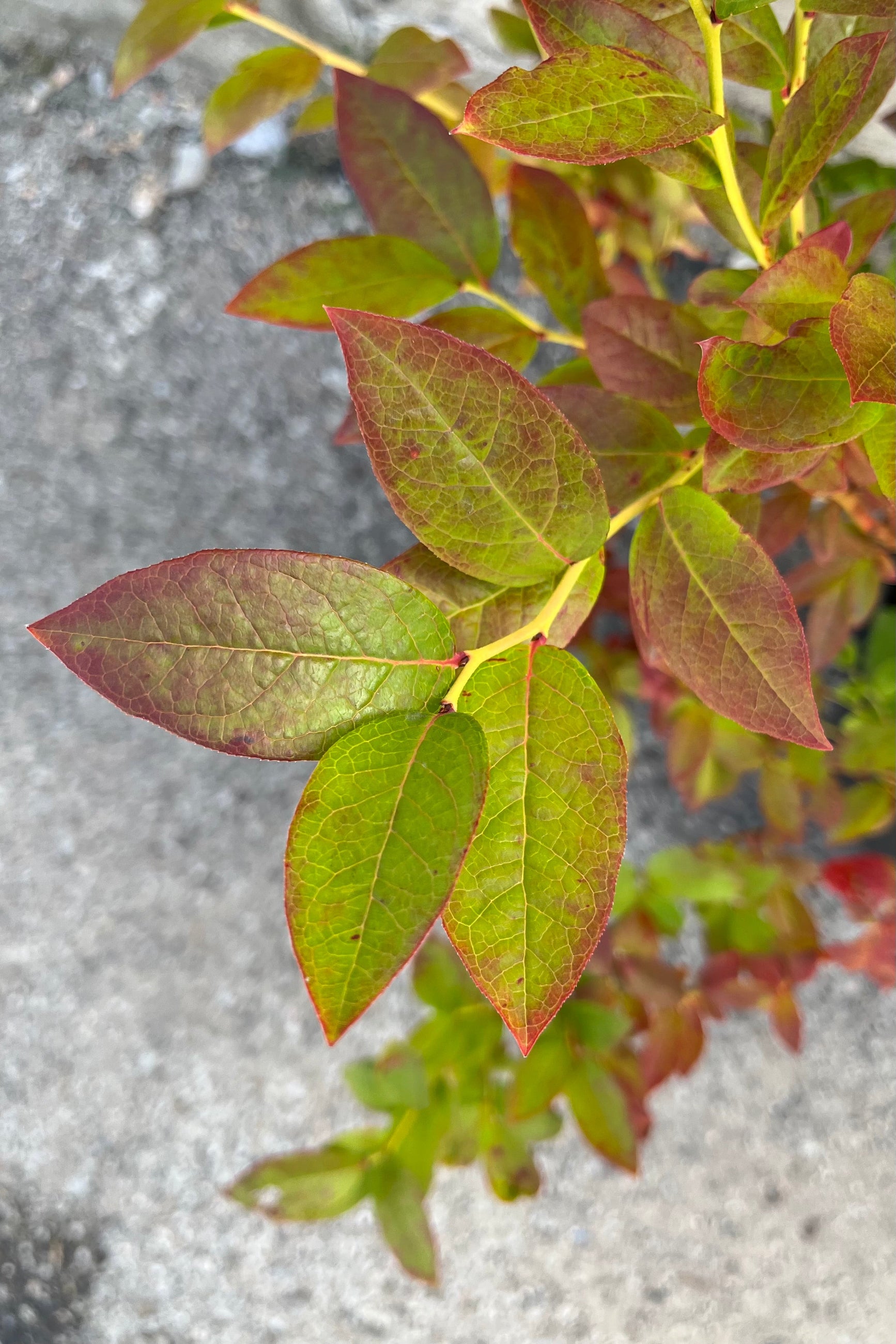 Vaccinium 'Polaris Chippewa Northland' blueberry shrub showing leaves just beginning to turn from bright green to hues of reds and oranges in Mid August  ©Sprout Home