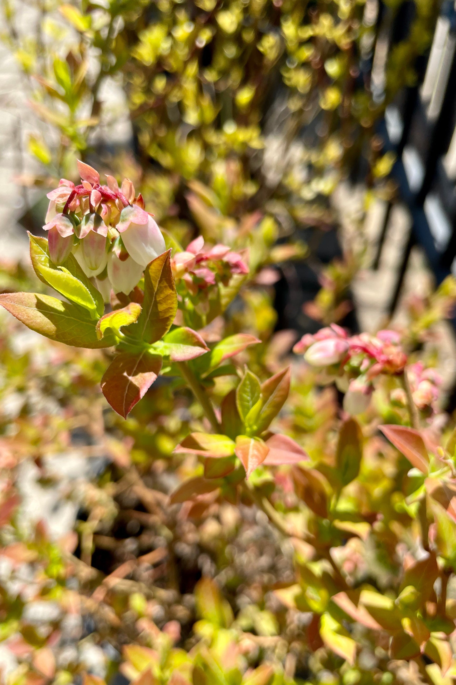 Vaccinium 'Northland' the end of April / beginning of May in bloom stage with white petals and green with amber ovate leaves.  ©Sprout Homoe