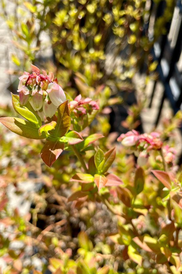 Vaccinium 'Northland' the end of April / beginning of May in bloom stage with white petals and green with amber ovate leaves. 