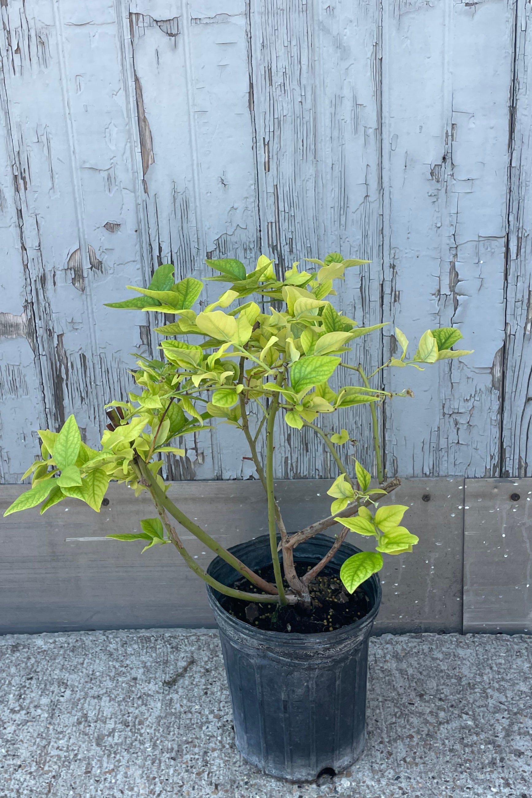 Photo of a blueberry bush with bright green leavers in a black pot in front of a gray wall. Photo is taken in early July. The blueberry is Vaccinum 'Jersey' ©Sprout Home