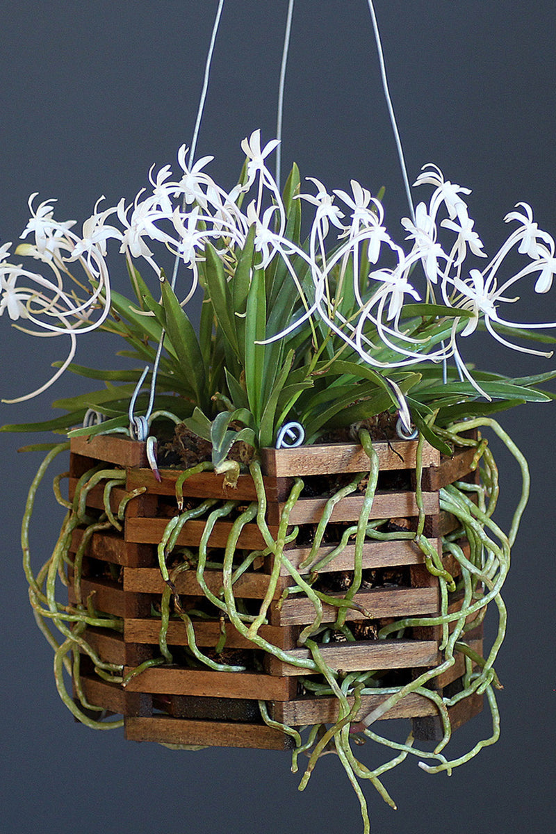 Orchid slat octagonal basket with a white orchid potted inside.