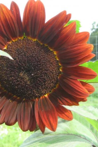 A velvet queen sunflower up close with its burgundy brown petals by Hudson Valley Seed co