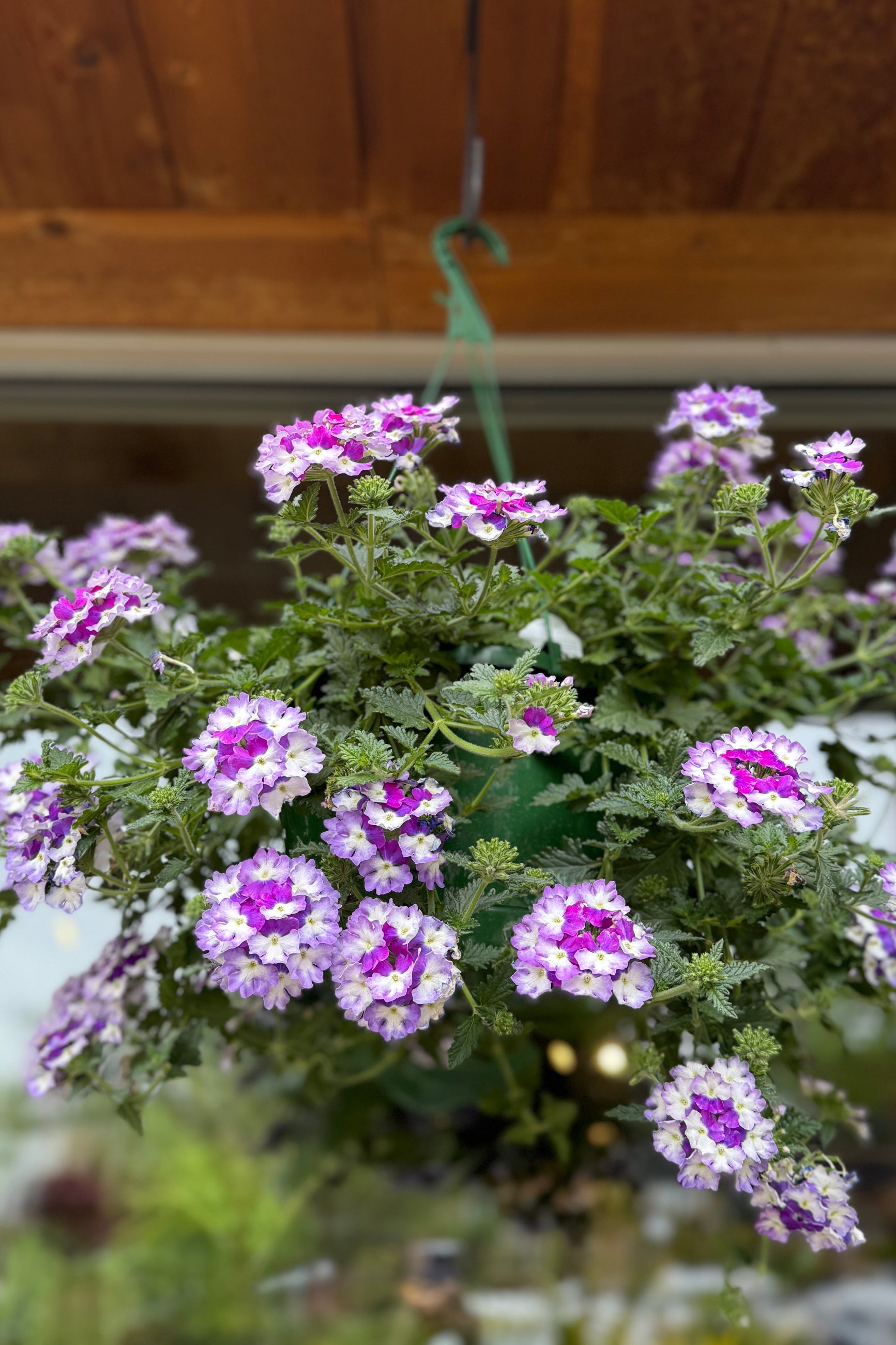 Verbena 'Purple Fizz' annual basket the beginning of May ©Sprout Home