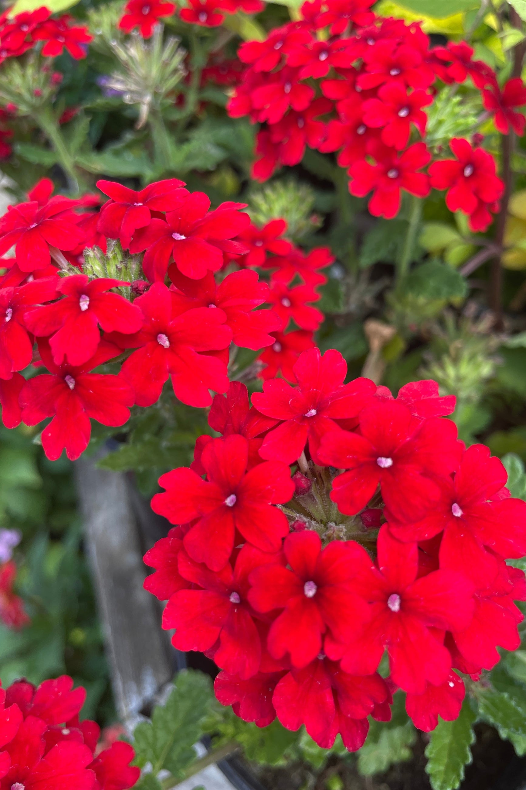 Verbena 'Firehouse Red' flowers in full bloom and up close the end of June at Sprout Home. ©Sprout Home