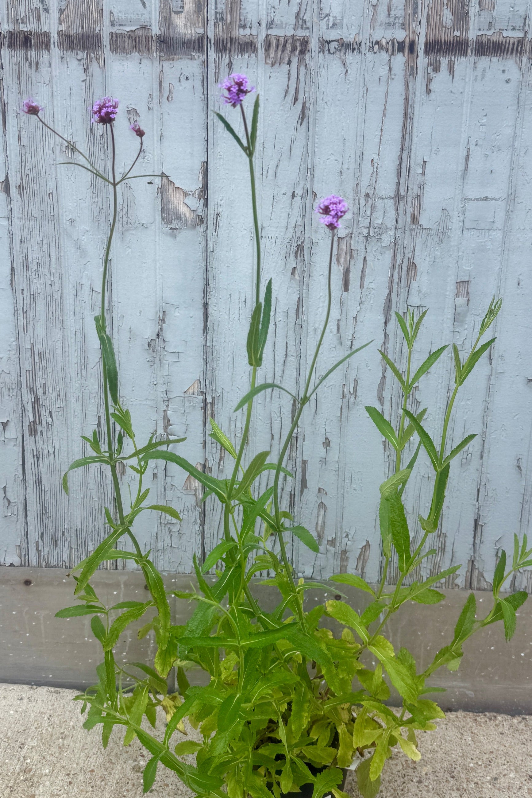 A potted Verbena bonariensis 6"of green verbena flowers with small purple blossoms, set against a weathered, light gray wooden fence the end of July ©Sprout Home
