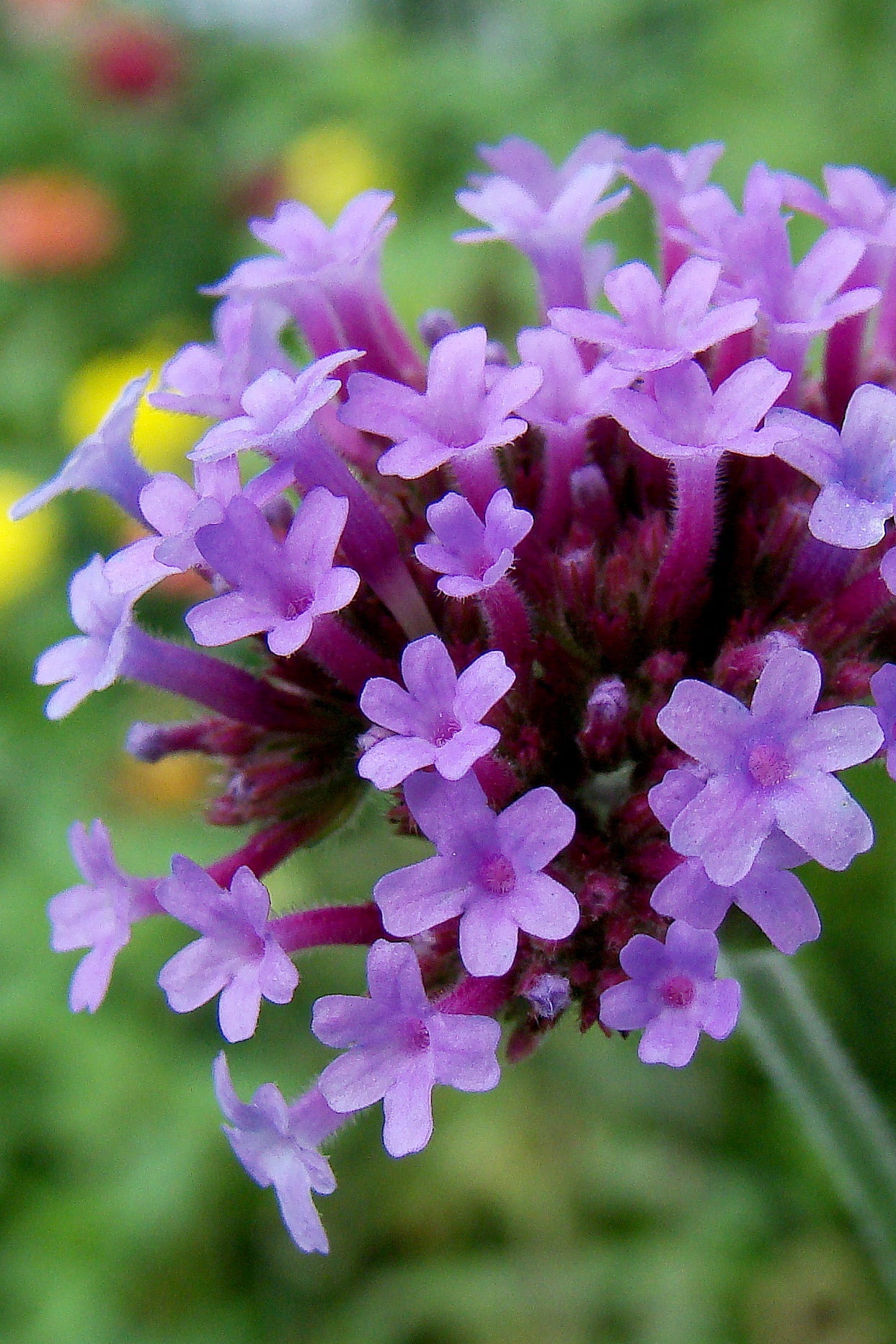 Close-up of a Verbena 'Lollipop' purple flower with a blurred garden background ©Elite Growers