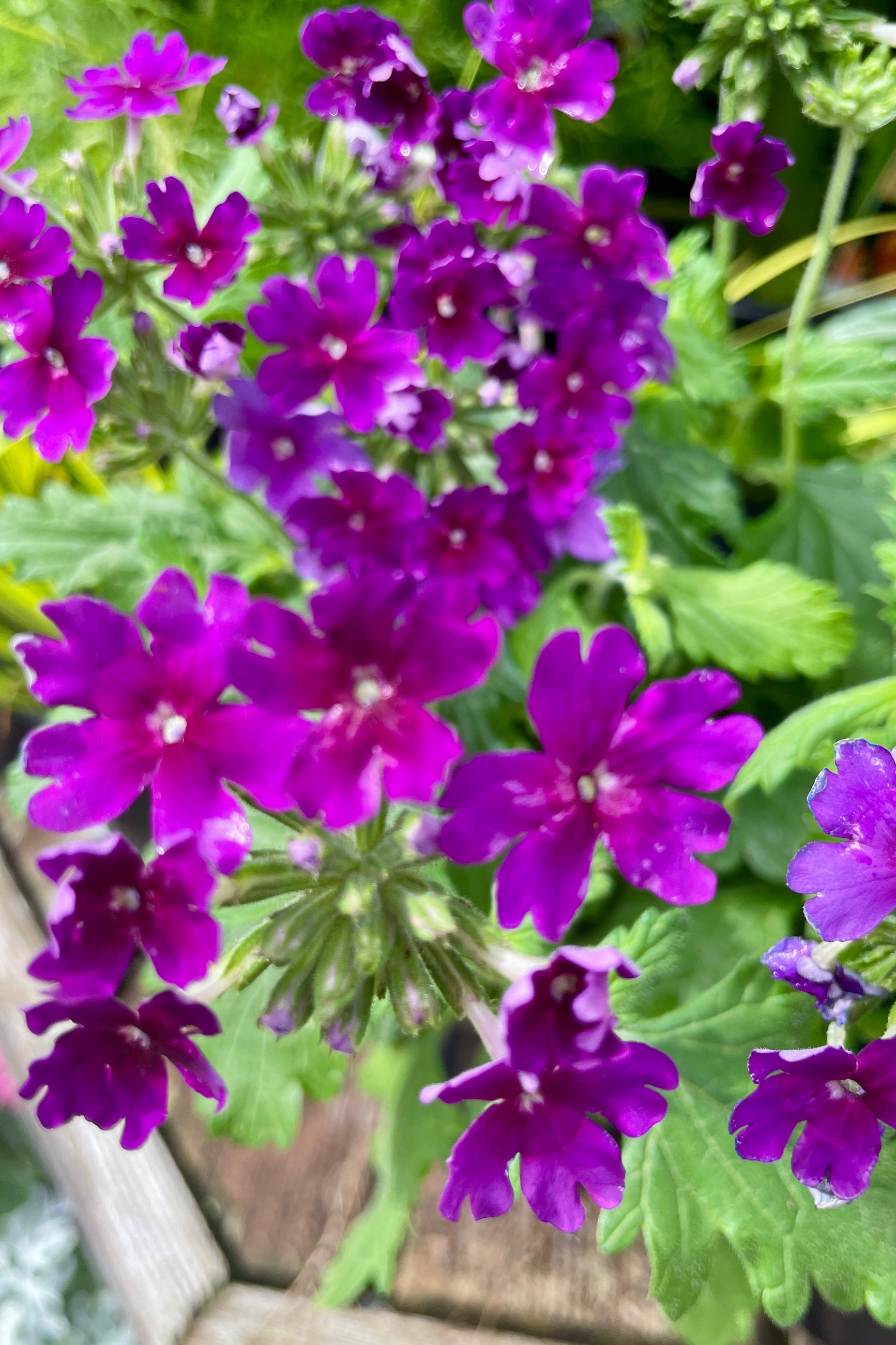 Verbena 'Cadet Upright Purple flowers blooming mid May at Sprout Home.  ©Sprout Home