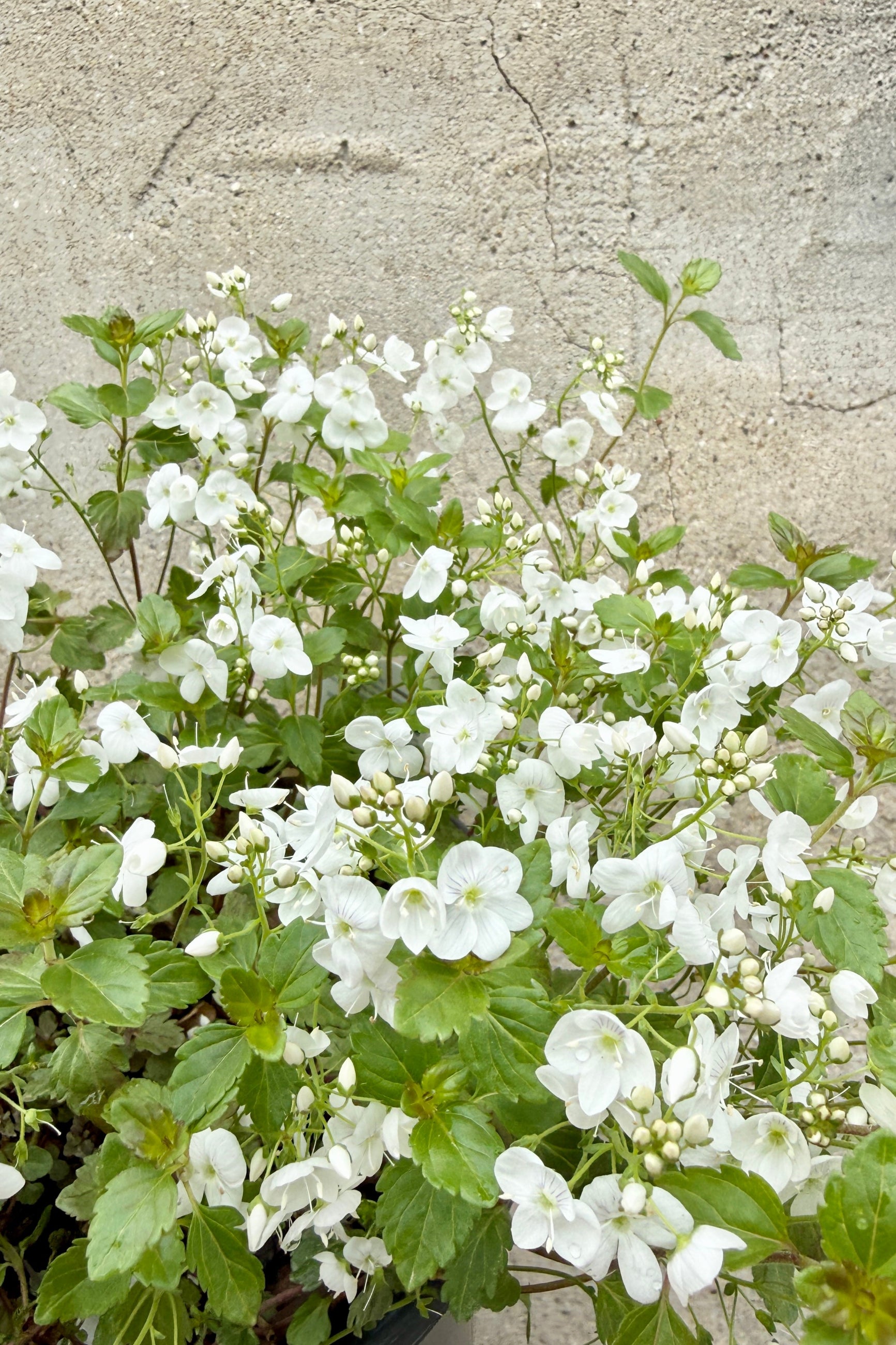 Veronica 'Whitewater' in bloom with their white flowers the beginning of May ©Sprout Home