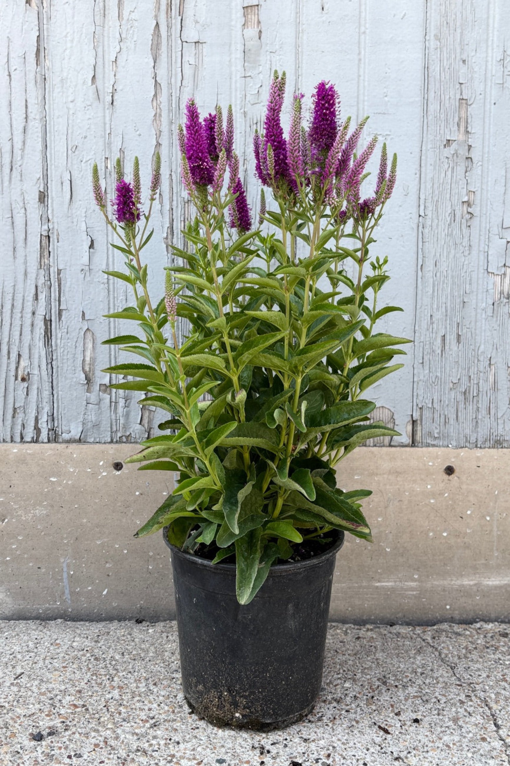 Veronica 'Very Van Gogh'  in a #1 growers pot in July in bloom against a wood wall ©Sprout Home