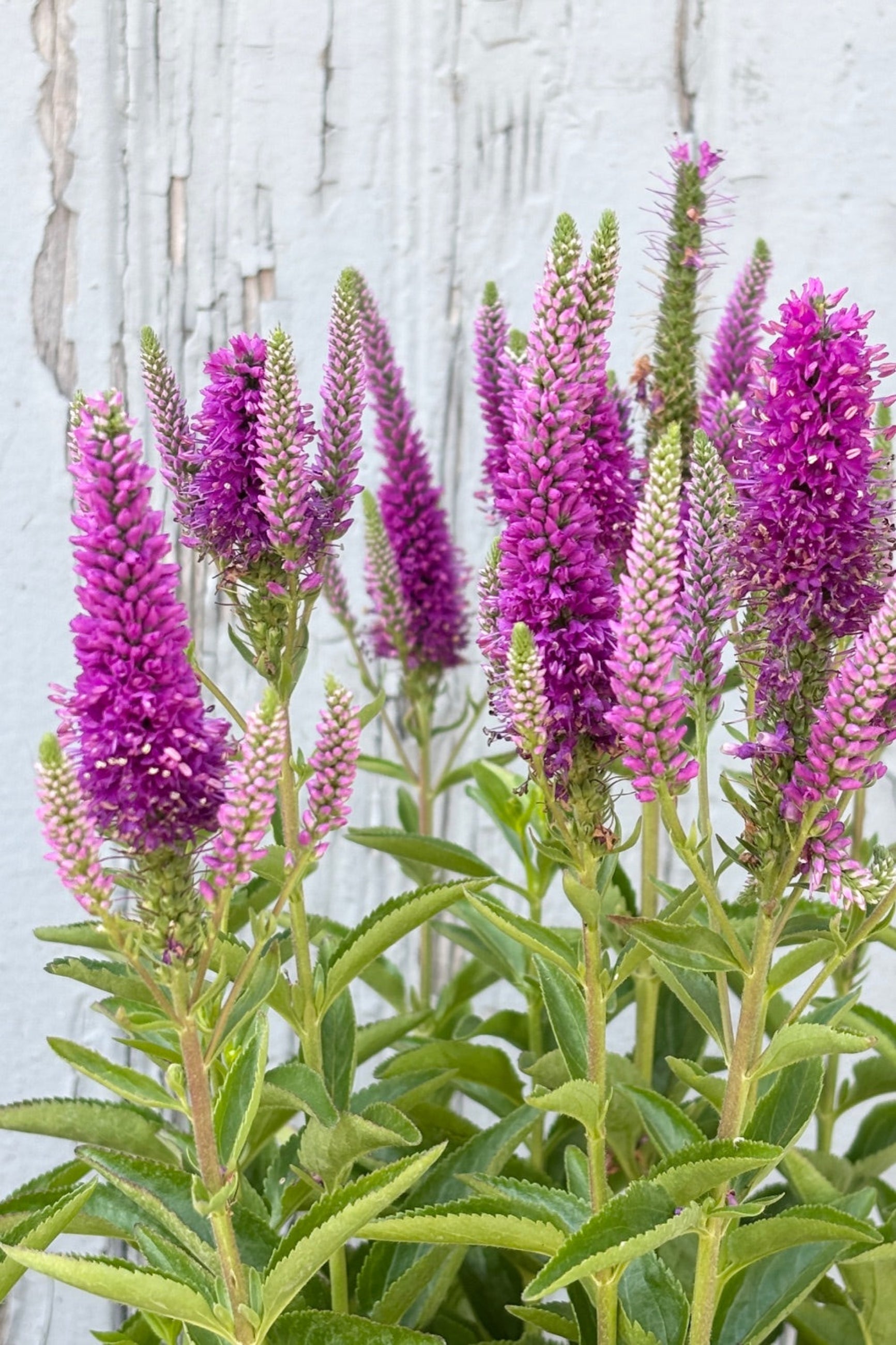 Veronica 'Very Van Gogh' in July in bloom against a wood wall ©Sprout Home
