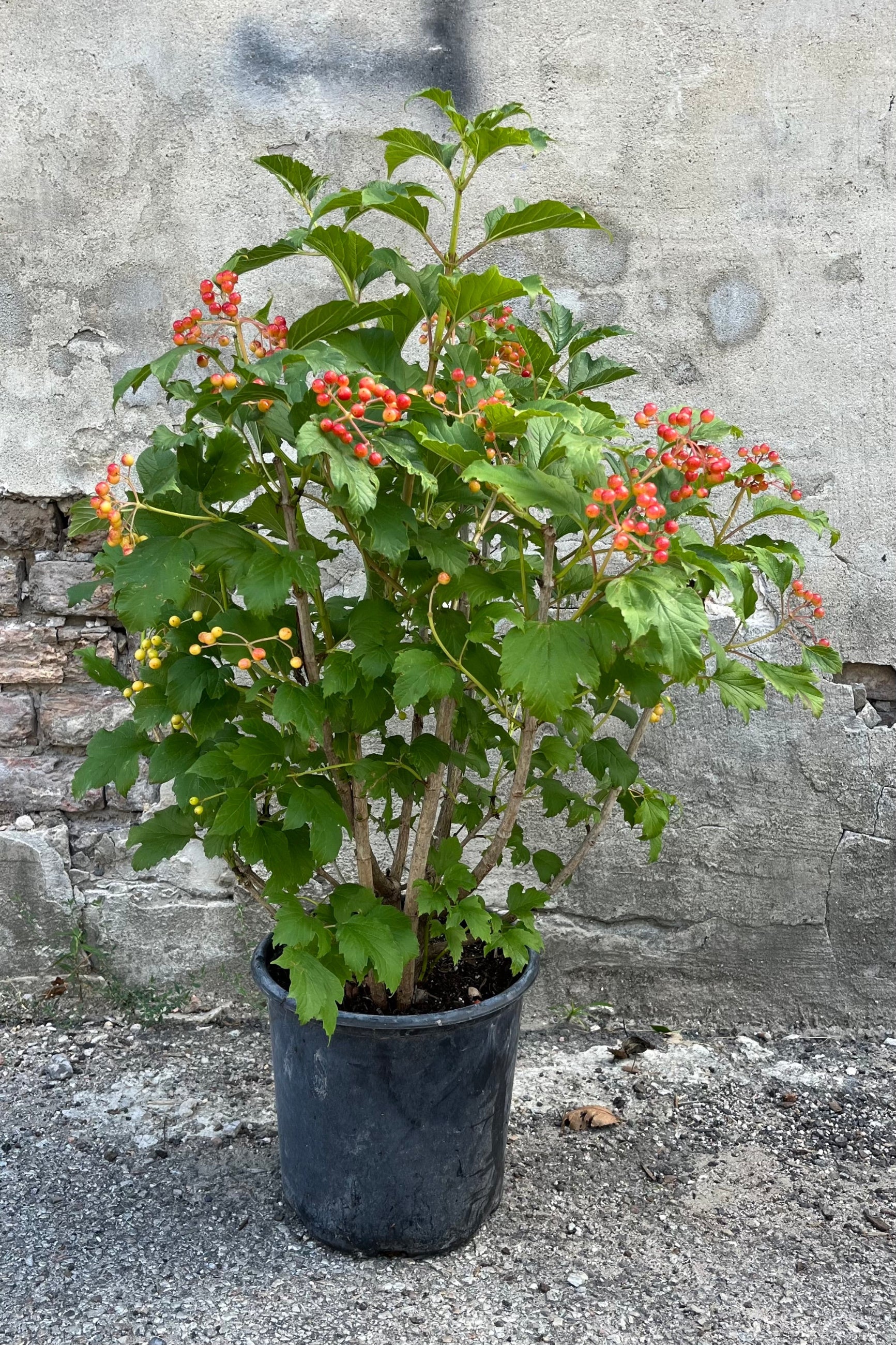 Viburnum 'Compactum' in a #2 growers pot with lots of bright berries, in mid-August ©Sprout Home