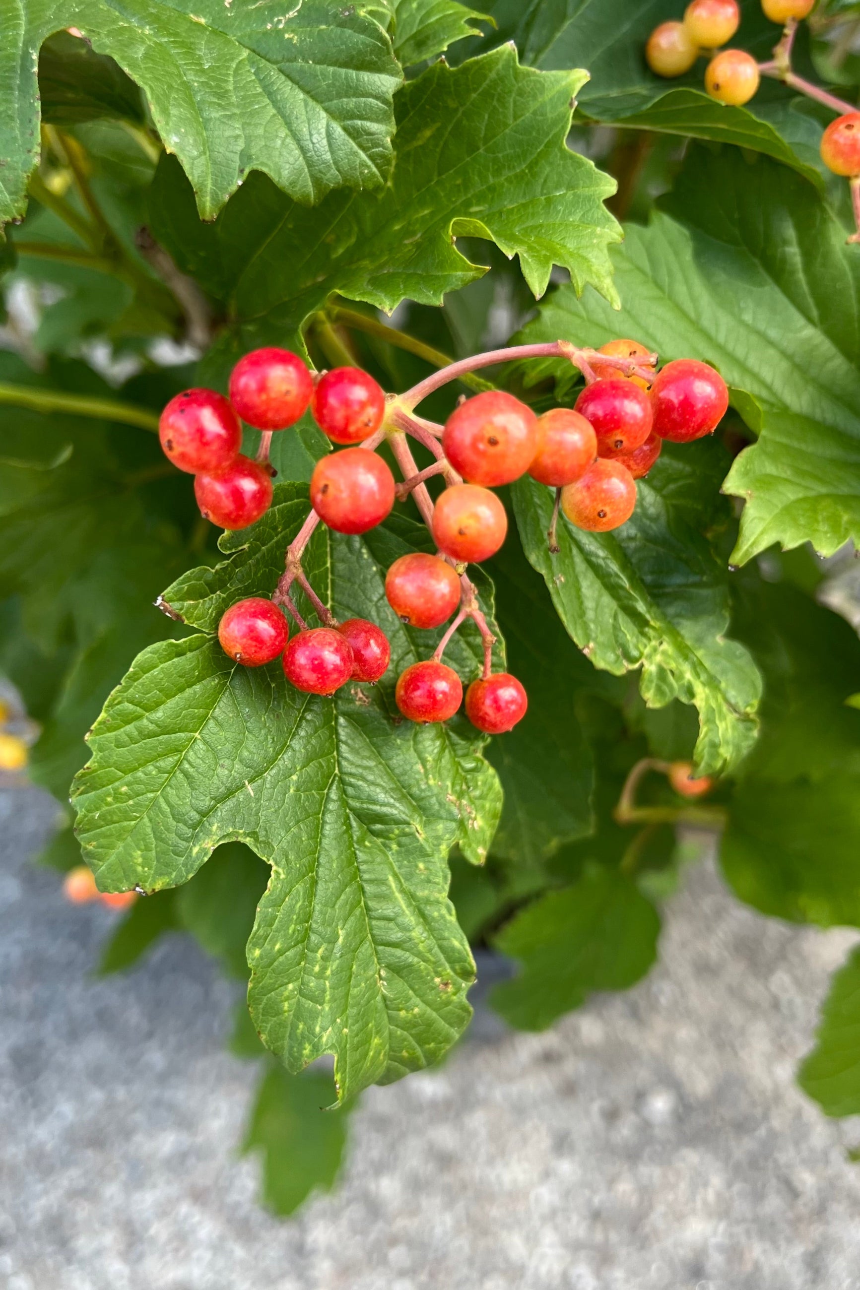 Detail picture of the bright orange and red berries of the Viburnum 'Compactum' in mid-August ©Sprout Home