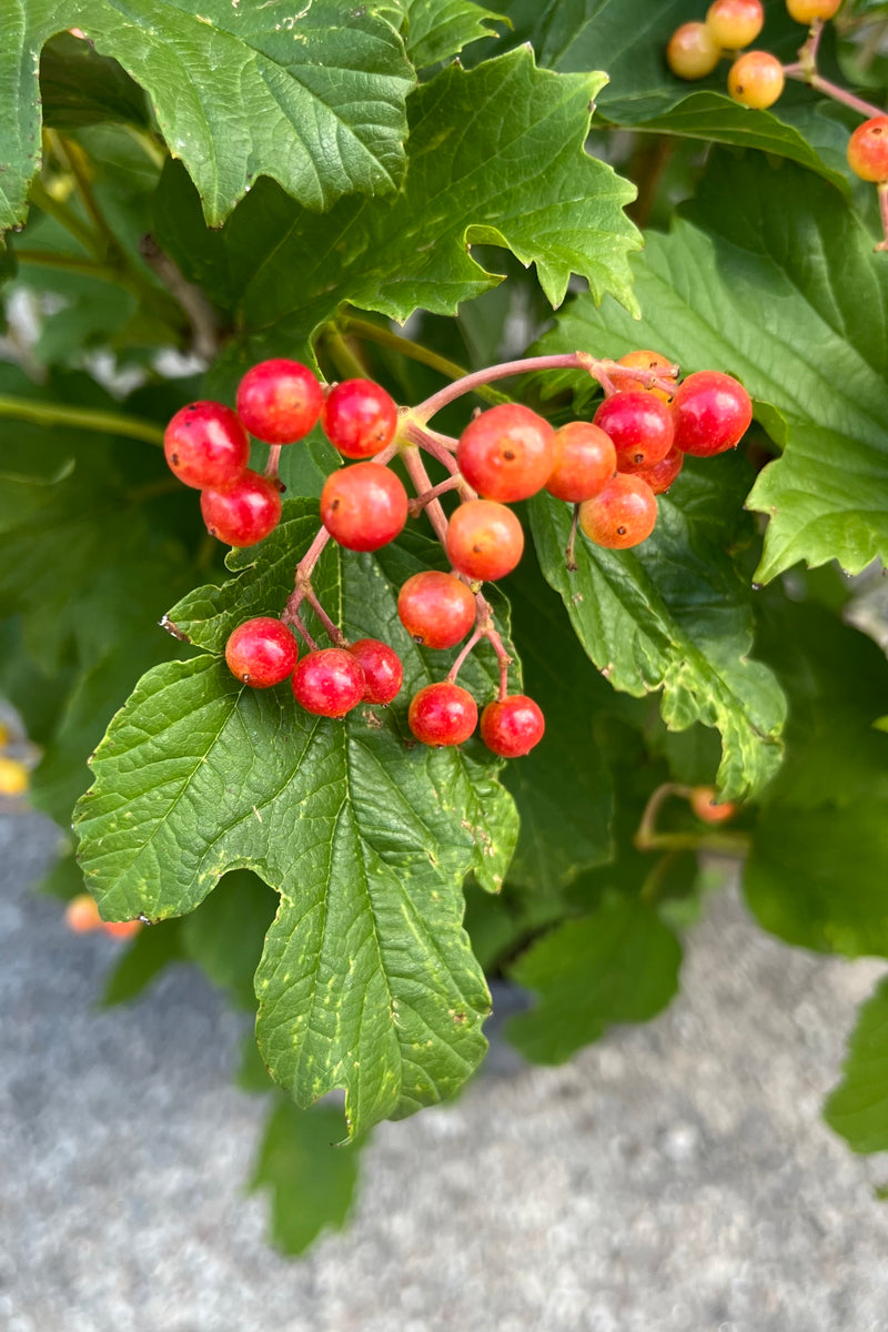 Detail picture of the bright orange and red berries of the Viburnum 'Compactum' in mid-August