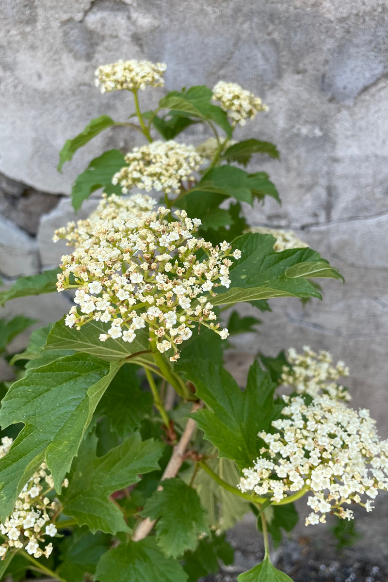 Detail picture of the white blooms of the Viburnum 'Compactum' the beginning of June.