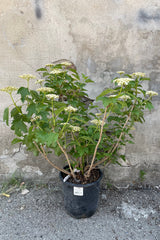 Viburnum 'Compactum' in a #2 growers pot blooming with its white flowers the beginning of June. 