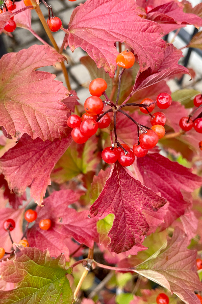 The fall coloration of red leaves and bright red fruit on the Viburnum 'Compactum' the end of October before the leaves drop. 