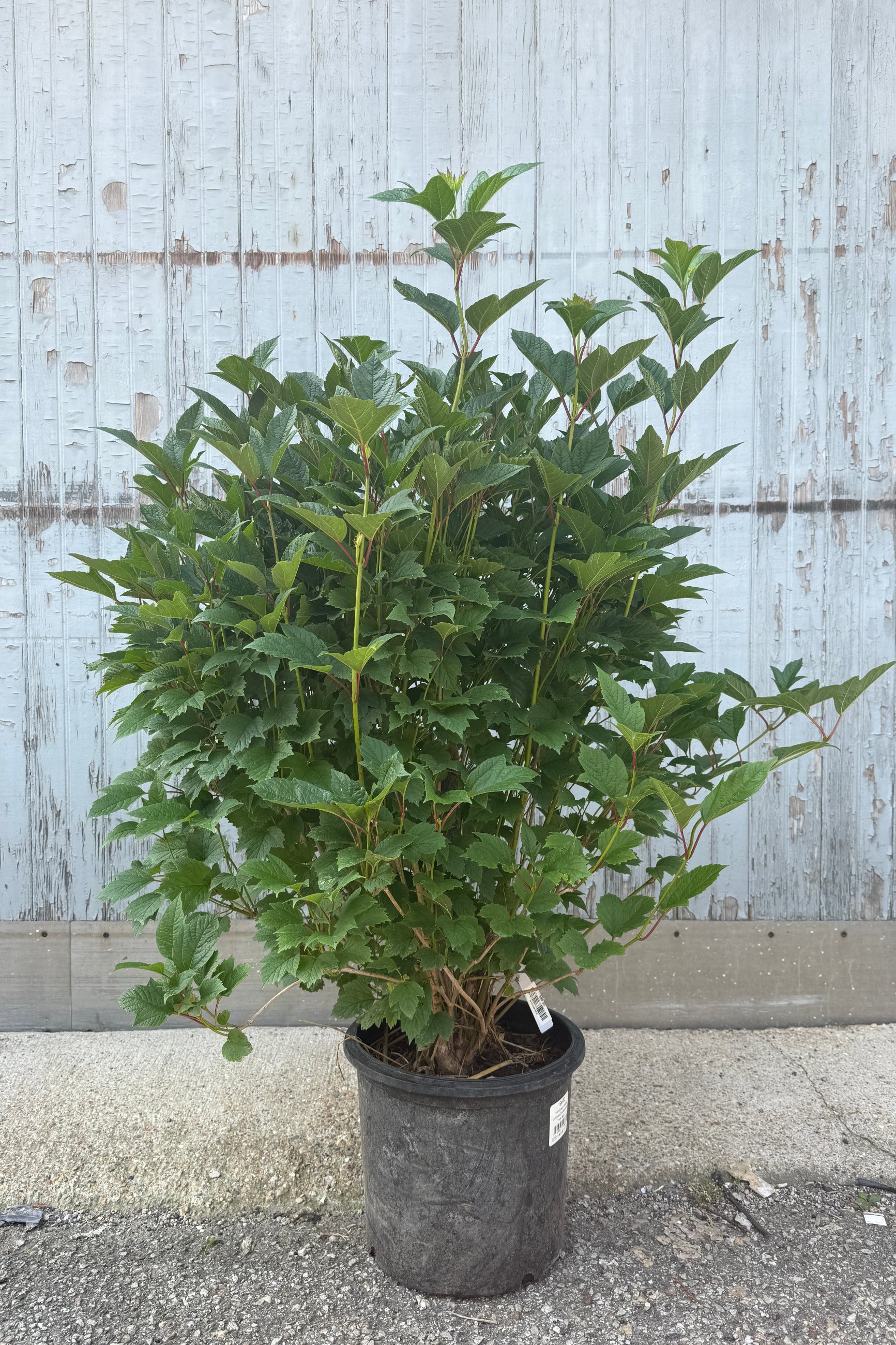 Viburnum t. 'Bailey Compact' #5 in the end of July standing outdoors against a weathered light gray wooden wall. ©Sprout Home