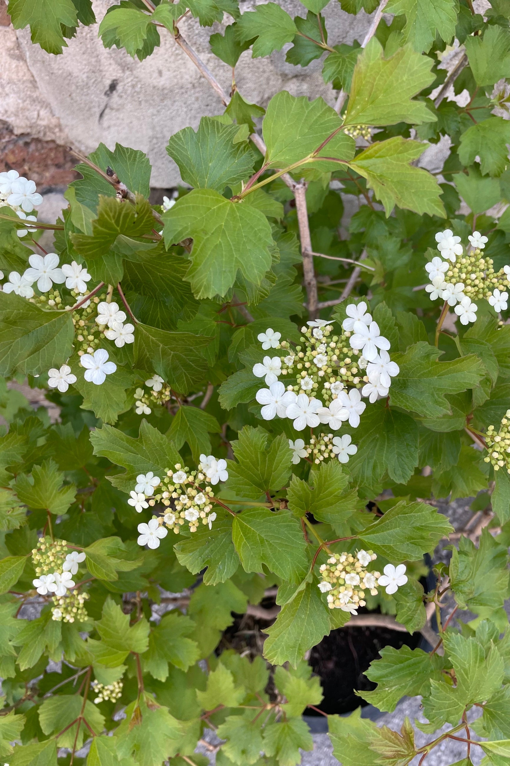 viburnum 'Compactum' blooming with its white panicle shaped flowers above green foliage mid May ©Sprout Home