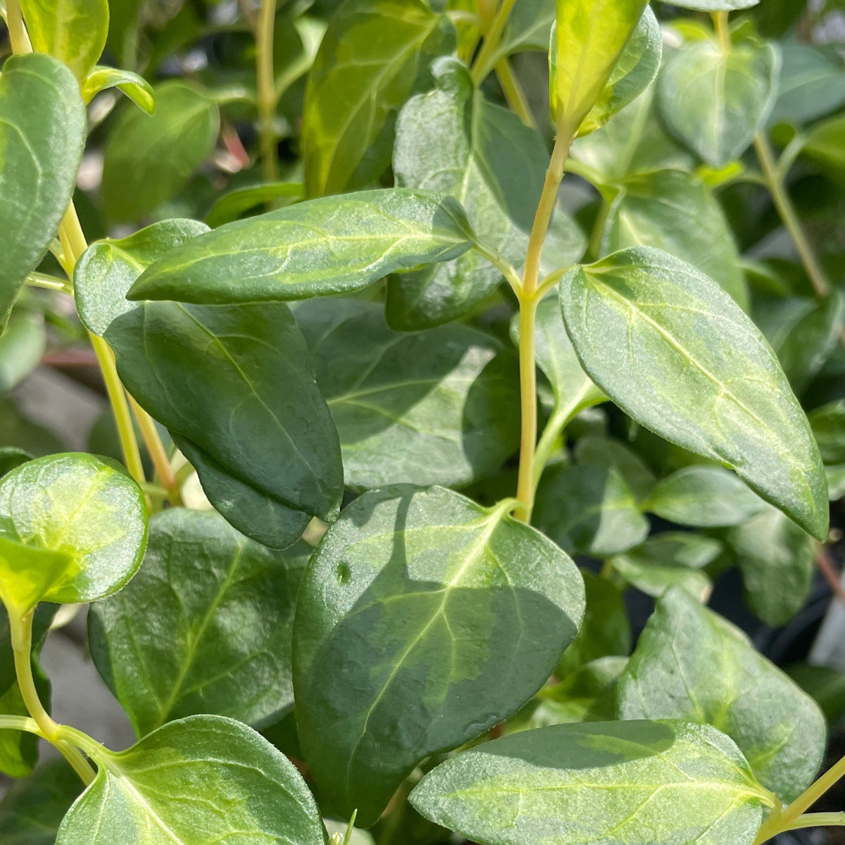 vinca vine house plant Vinca Vine (Assorted) 4.5