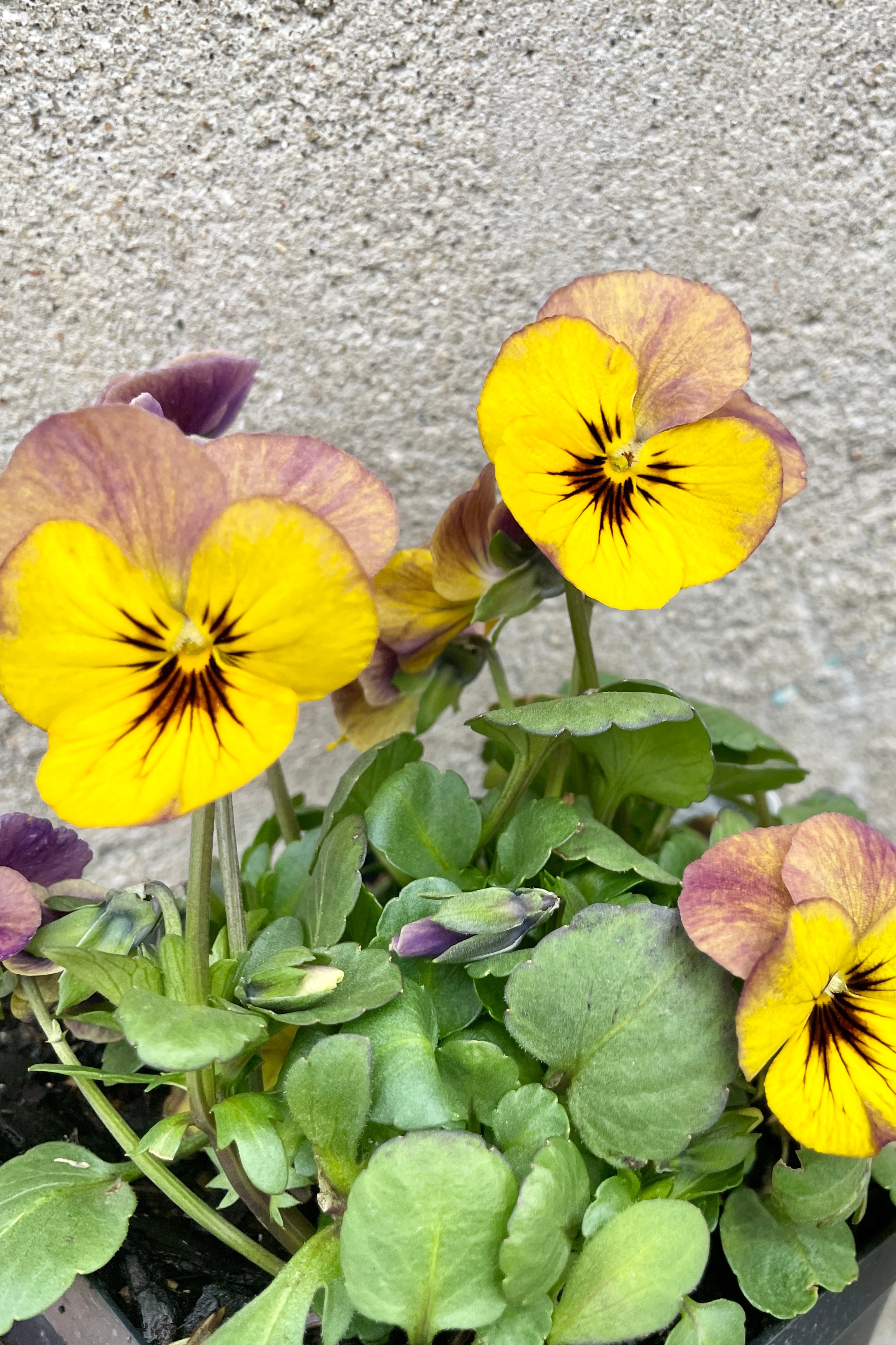 Detail picture of the yellow and light purple with dark centers Viola 'Twiilight' the end of March. 