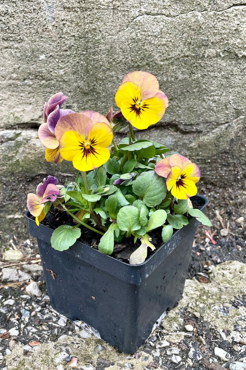Viola c. 'Twilight' in bloom with a couple of yellow and dark purple edges flowers the end of March. 