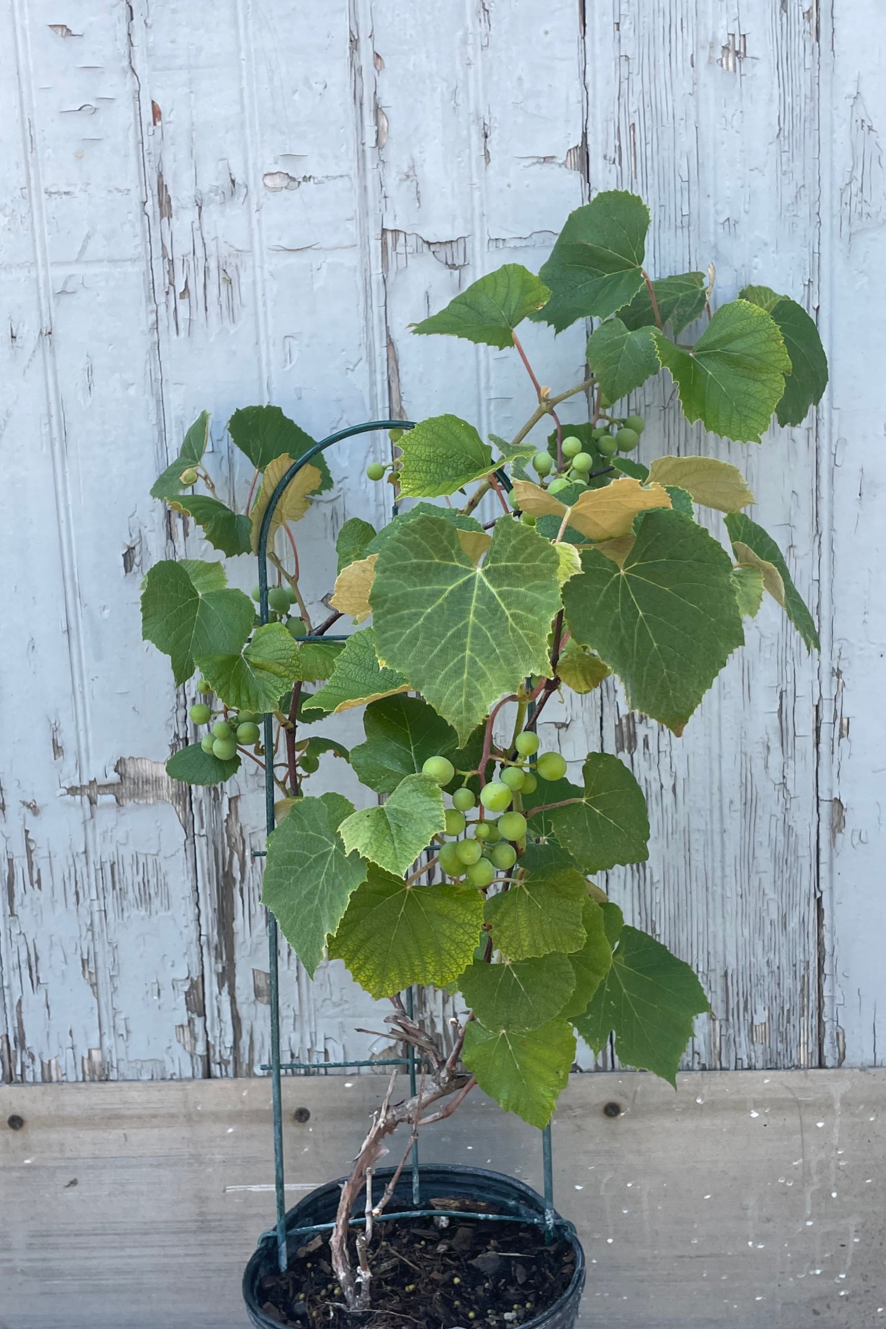 Photo of a grape vine on a small trellis in a black pot in front of a gray wall. The plant has large green leaves with three subtle points. Immature green grapes hang in clusters among the leaves. Photo taken in early July. ©Sprout Home